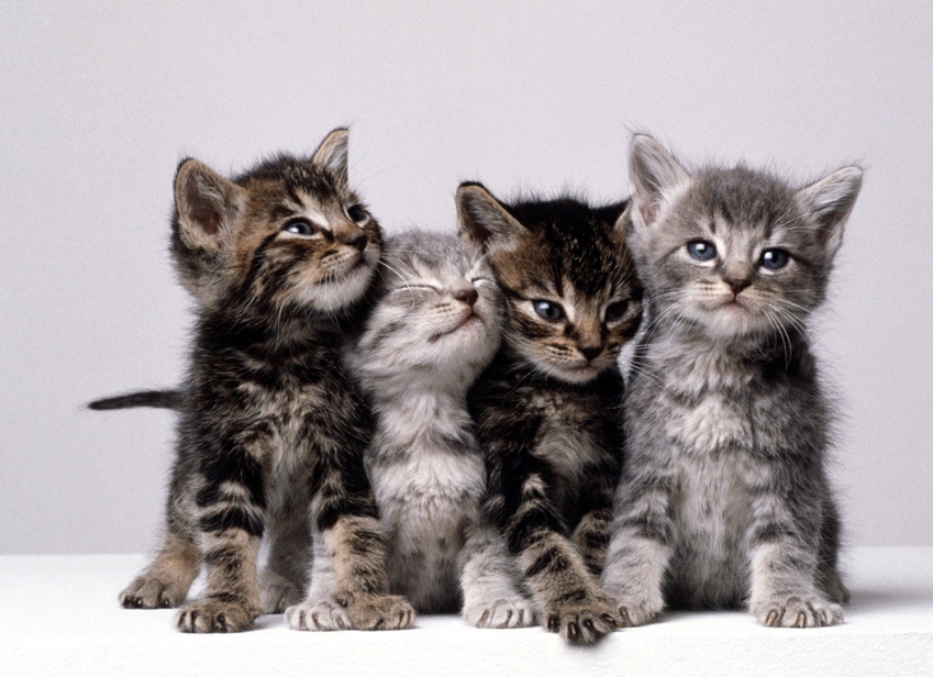 Аллергия на кошек как ужиться с любимой Муркой если на нее даже смотреть больно